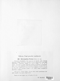 Heterosporium proteus image